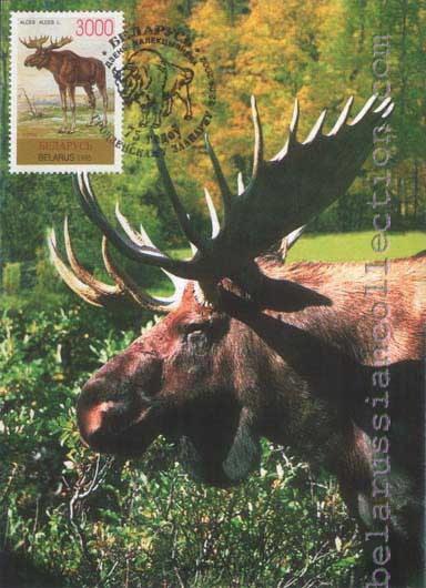 Elk (Alces alces)